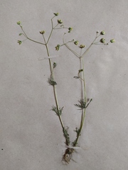 Spergula arvensis