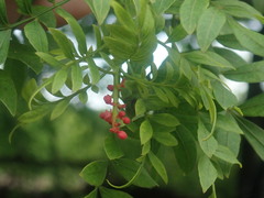 Anacardiaceae