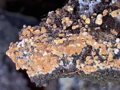 Botryobasidium