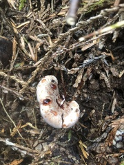 Hydnellum peckii