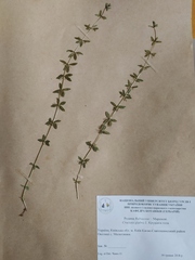 Cruciata glabra