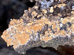 Botryobasidium