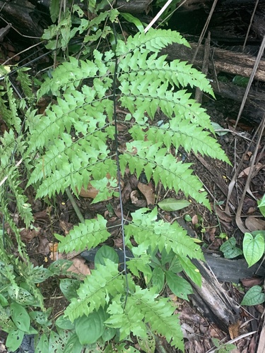 Asplenium nitidum observed 2022-09-24
