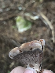 Hydnellum peckii
