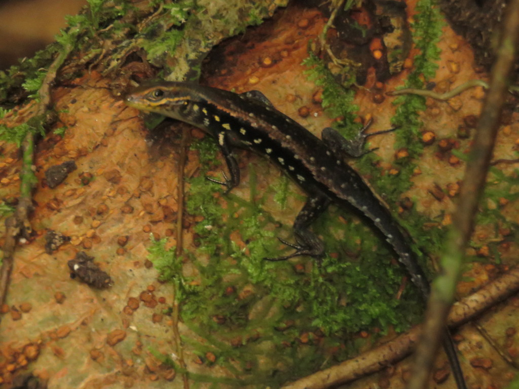 Digul River Rainbow Skink