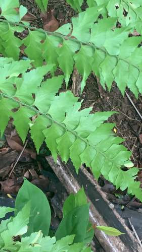 Asplenium nitidum, photograph 2