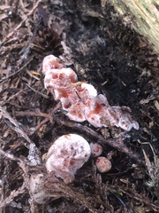 Hydnellum peckii