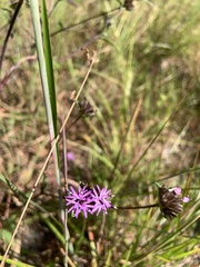 Elephantopus tomentosus