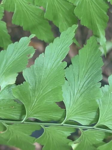 Asplenium nitidum, photograph 3