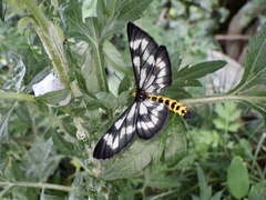 Cystidia truncangulata