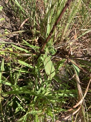 Elephantopus tomentosus