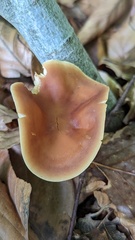 Gymnopus ocior