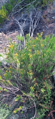 Oedera squarrosa