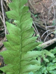 Asplenium nitidum