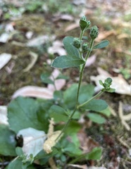 Eurybia radulina