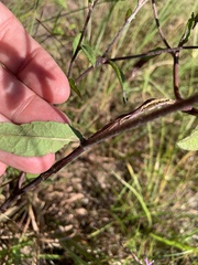 Elephantopus tomentosus