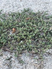 Polygonum aviculare depressum