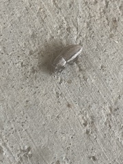 Naupactus peregrinus