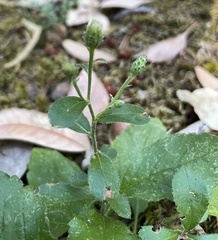 Eurybia radulina