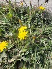 Taraxacum ceratophorum