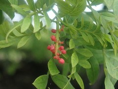Anacardiaceae