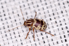 Cryptocephalus leucomelas