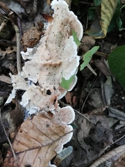 Gloeoporus dichrous