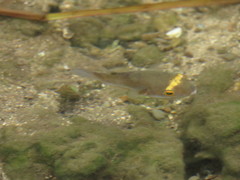 Dichotomyctere erythrotaenia