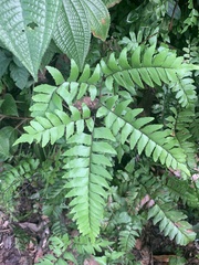 Adiantum latifolium