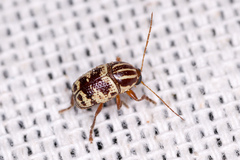 Cryptocephalus leucomelas