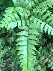 Adiantum latifolium