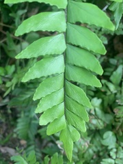 Adiantum latifolium
