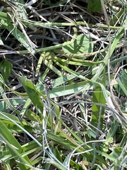 Habronattus coecatus