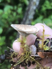 Phellodon tomentosus