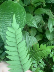 Adiantum latifolium