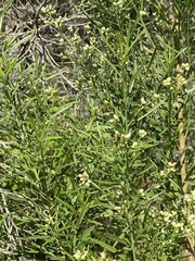 Baccharis neglecta