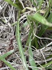Habronattus coecatus