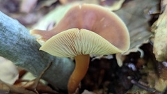 Gymnopus ocior