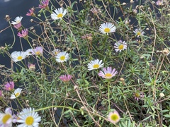 Erigeron karvinskianus