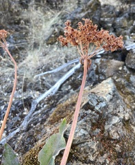 Eriogonum compositum