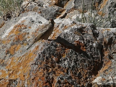 Emberiza hortulana