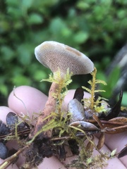 Phellodon tomentosus