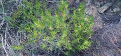 Pteronia paniculata