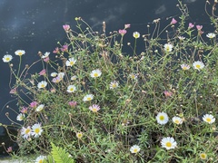 Erigeron karvinskianus