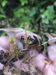Phellodon tomentosus
