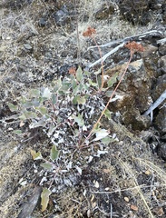 Eriogonum compositum