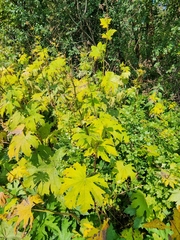 Napaea dioica