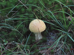 Amanita persicina