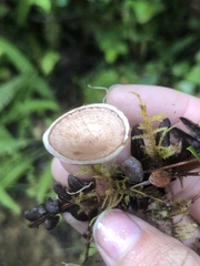 Phellodon tomentosus