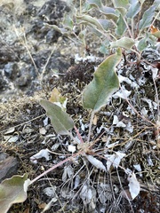 Eriogonum compositum